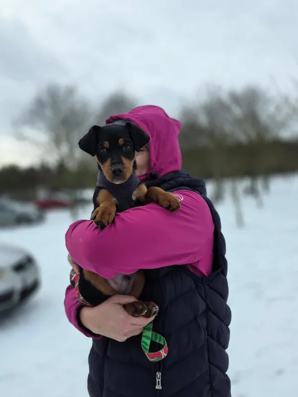 Pies do adopcji, Radom, 4 stycznia 2026 (1/5)