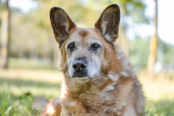 Pies do adopcji, Radom, 20 grudnia 2025 (1/5)