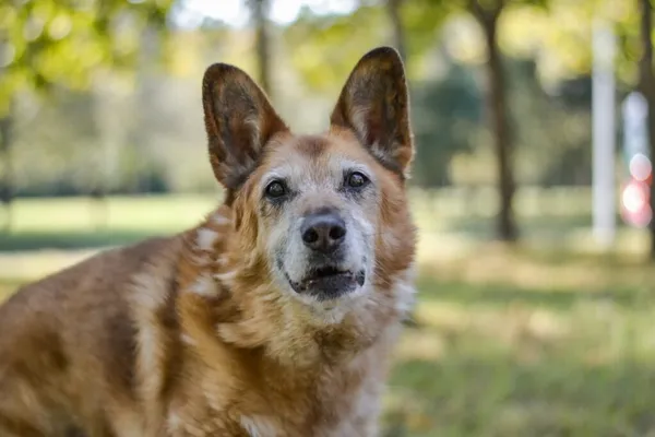 Pies do adopcji, Radom, 20 grudnia 2025 (2/5)