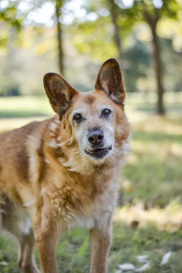 Pies do adopcji, Radom, 20 grudnia 2025 (3/5)