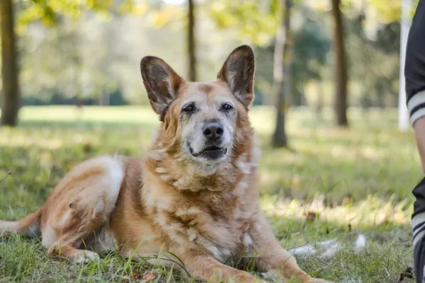 Pies do adopcji, Radom, 20 grudnia 2025 (5/5)