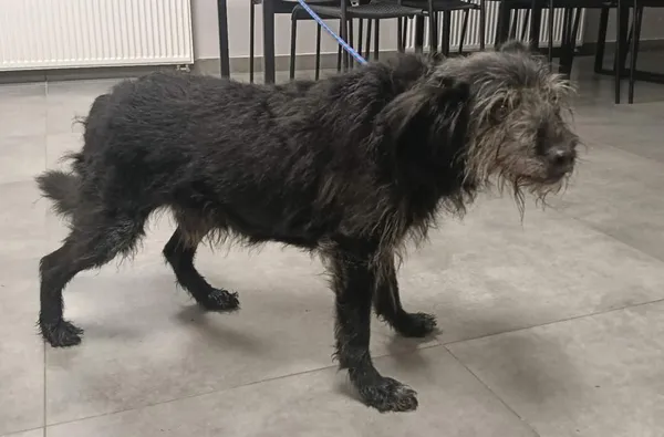 Znaleziono psa, Toruń, 2 stycznia 2026