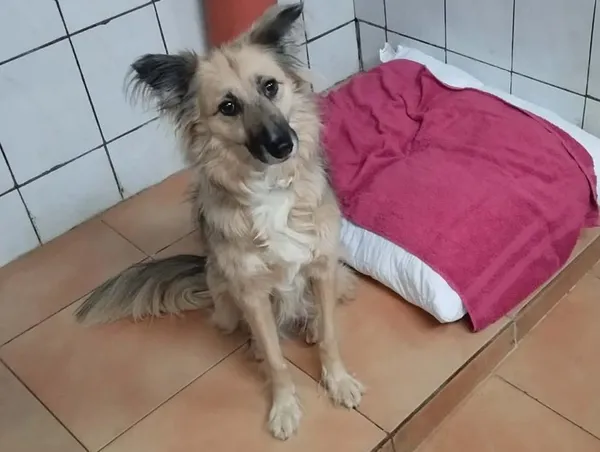 Znaleziono psa, Toruń, 3 stycznia 2026