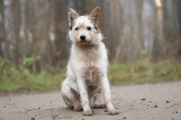 Pies do adopcji, Nowodwór, 5 stycznia 2026 (1/5)