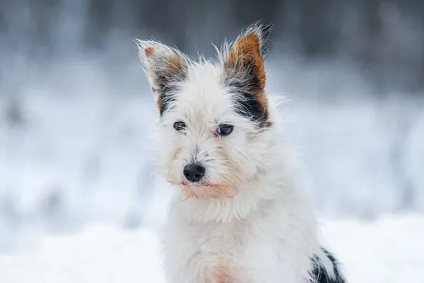 Pies do adopcji, Nowodwór, 5 stycznia 2026 (3/5)