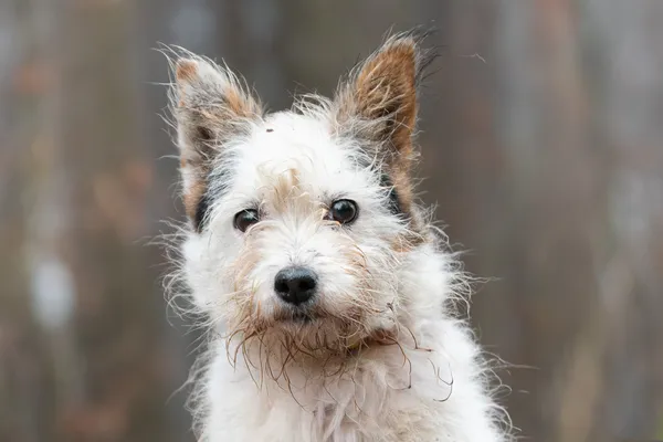 Pies do adopcji, Nowodwór, 5 stycznia 2026 (5/5)