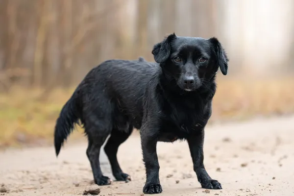 Pies do adopcji, Nowodwór, 5 stycznia 2026 (1/5)