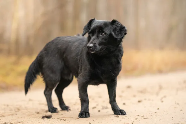 Pies do adopcji, Nowodwór, 5 stycznia 2026 (5/5)