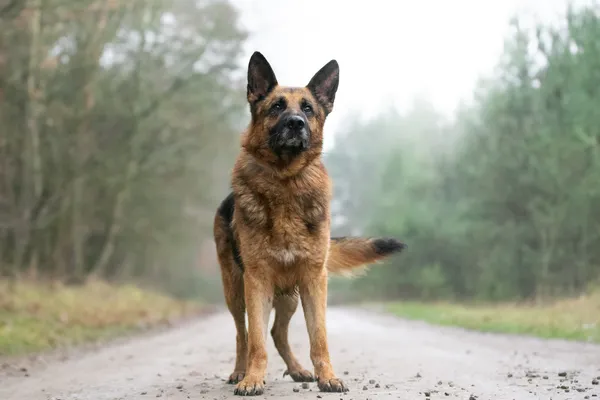 Pies do adopcji, Nowodwór, 5 stycznia 2026 (5/5)