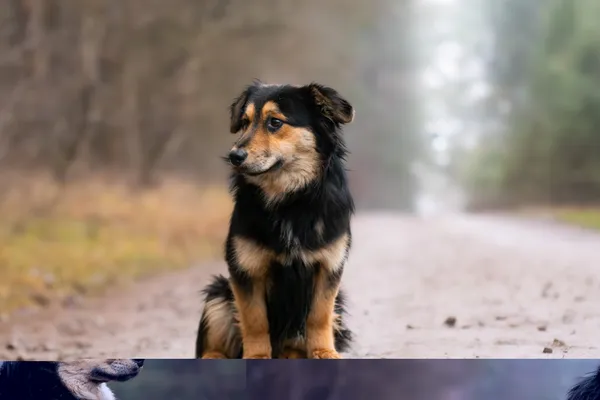 Pies do adopcji, Nowodwór, 5 stycznia 2026 (3/5)