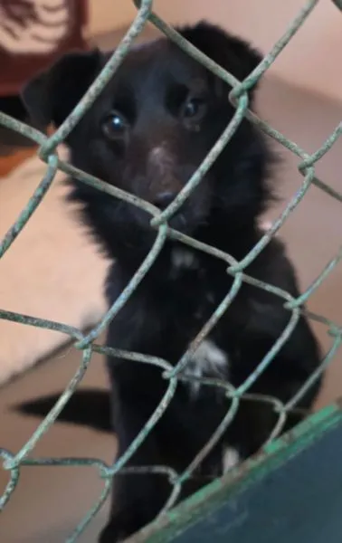 Znaleziono psa, Radom, 3 stycznia 2026