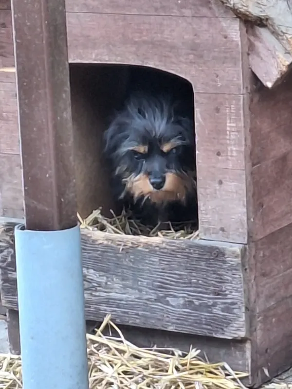 Pies do adopcji, Milanówek, 23 grudnia 2025 (1/3)