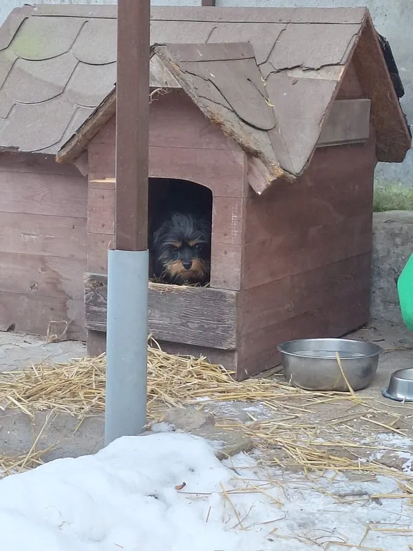 Pies do adopcji, Milanówek, 23 grudnia 2025 (2/3)