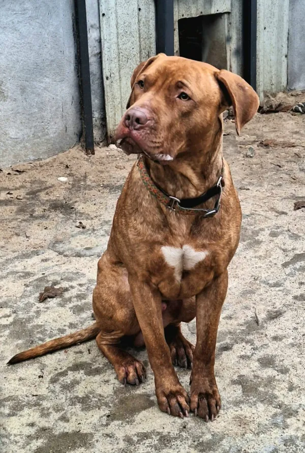 Pies do adopcji, Milanówek, 5 stycznia 2026 (1/5)