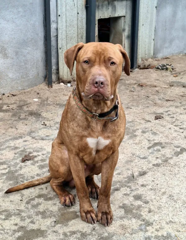 Pies do adopcji, Milanówek, 5 stycznia 2026 (3/5)