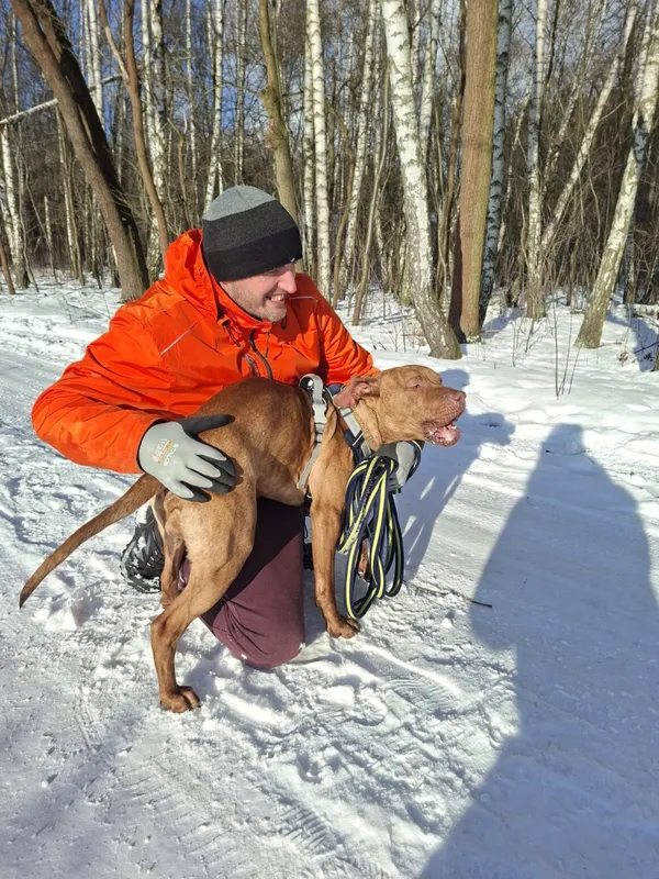 Pies do adopcji, Milanówek, 5 stycznia 2026 (5/5)