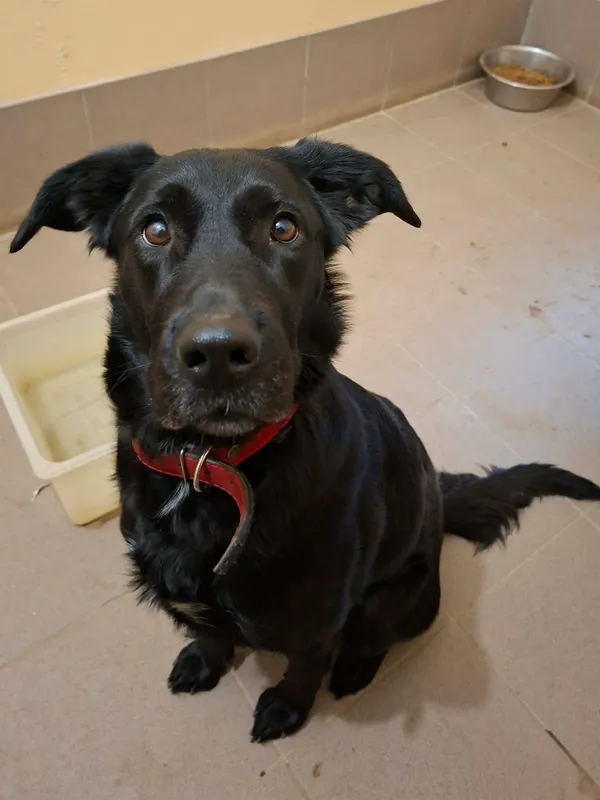 Znaleziono psa, Olsztyn, 4 stycznia 2026