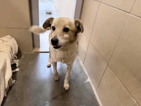 Pies do adopcji, Kraków, 21 grudnia 2025