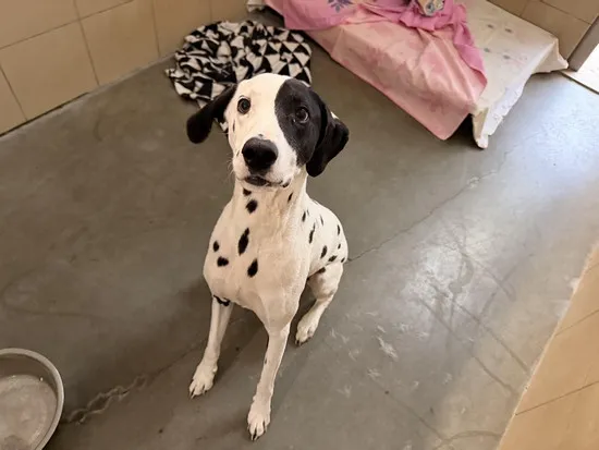 Pies do adopcji, Kraków, 21 grudnia 2025