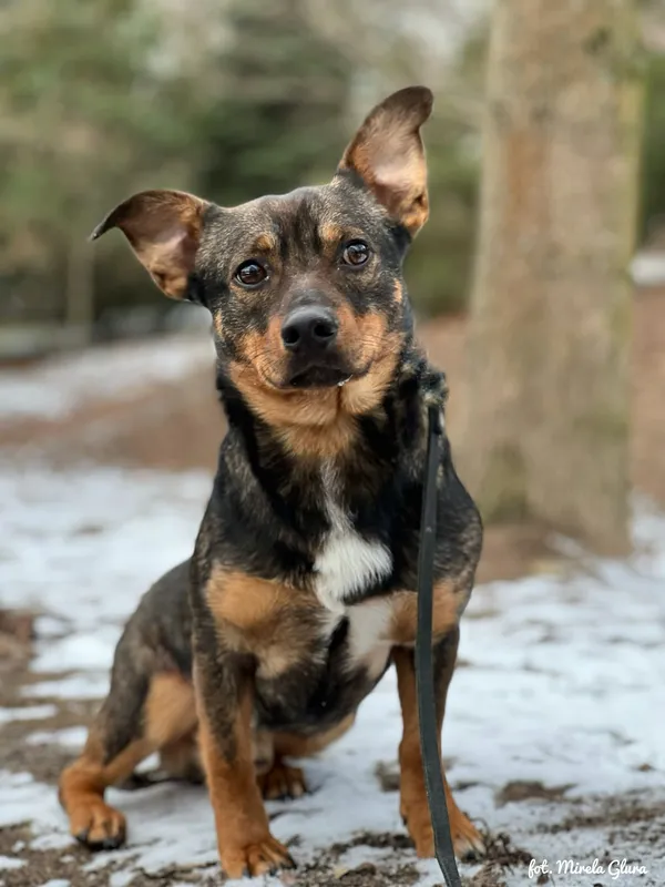 Pies do adopcji, Bydgoszcz, 5 stycznia 2026 (1/5)