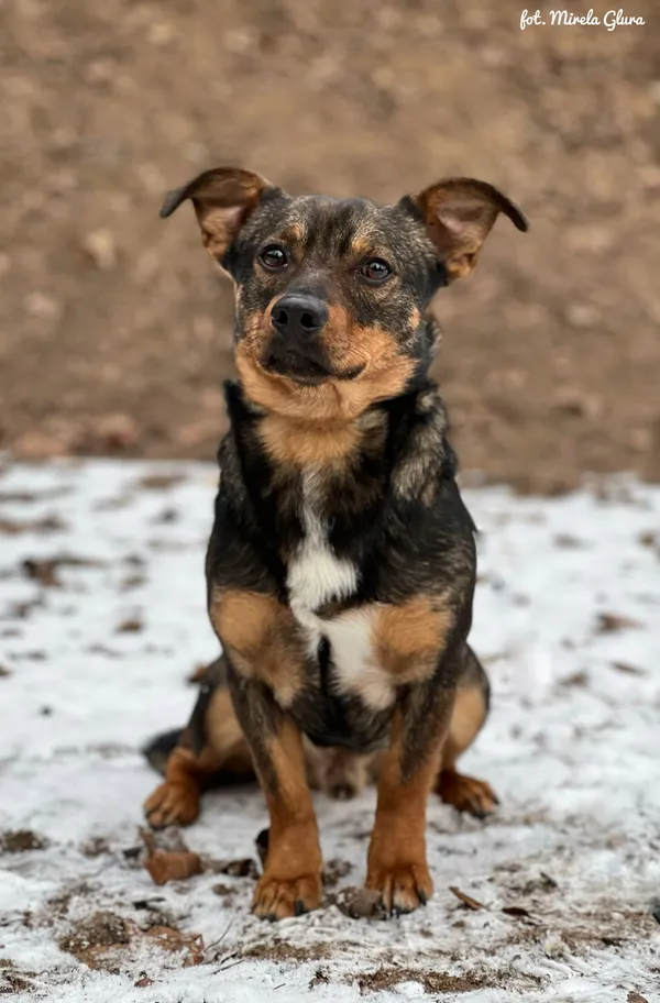 Pies do adopcji, Bydgoszcz, 5 stycznia 2026 (4/5)