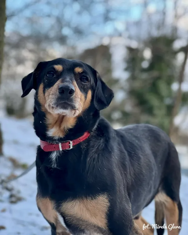 Pies do adopcji, Bydgoszcz, 5 stycznia 2026 (1/5)