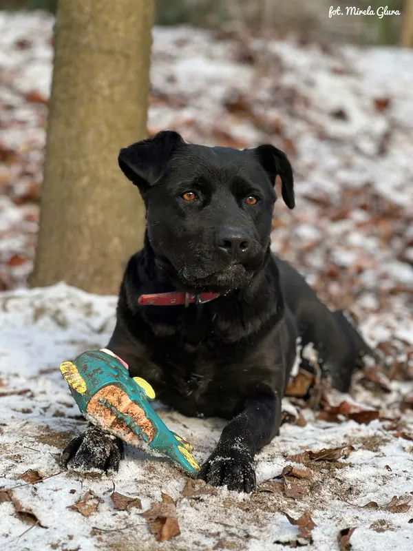 Pies do adopcji, Bydgoszcz, 5 stycznia 2026 (3/5)