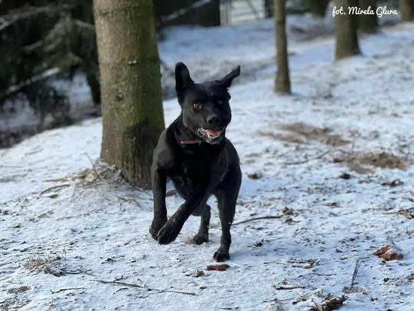 Pies do adopcji, Bydgoszcz, 5 stycznia 2026 (2/5)