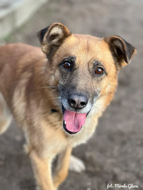 Pies do adopcji, Bydgoszcz, 5 stycznia 2026 (1/5)