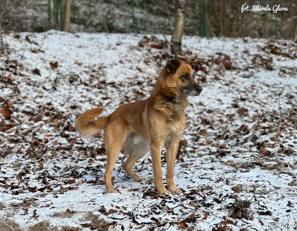 Pies do adopcji, Bydgoszcz, 5 stycznia 2026 (3/5)