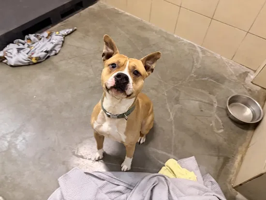 Pies do adopcji, Kraków, 21 grudnia 2025