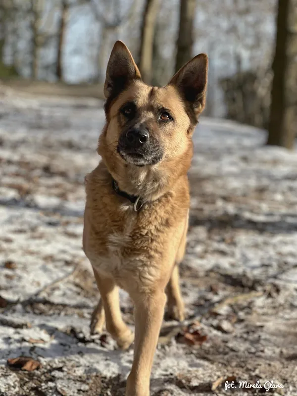 Pies do adopcji, Bydgoszcz, 5 stycznia 2026 (3/5)