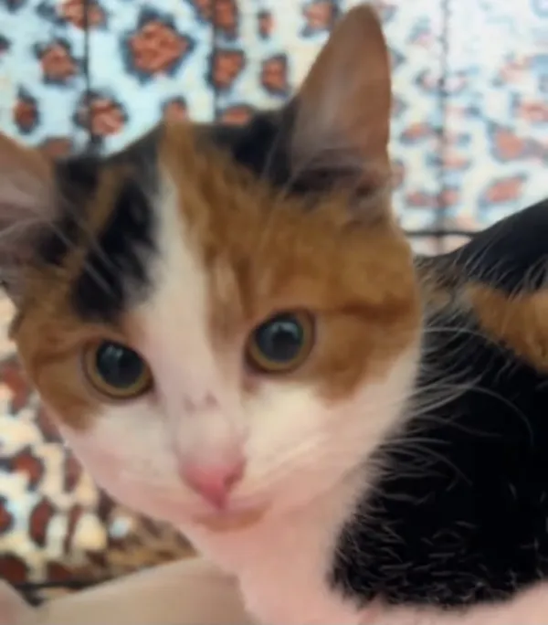 Kot do adopcji, Radom, 5 stycznia 2026