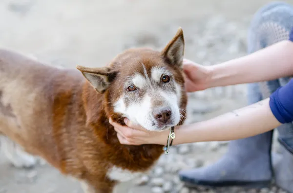 Oddam psa, Warszawa, Odolany, 6 stycznia 2026 (1/3)