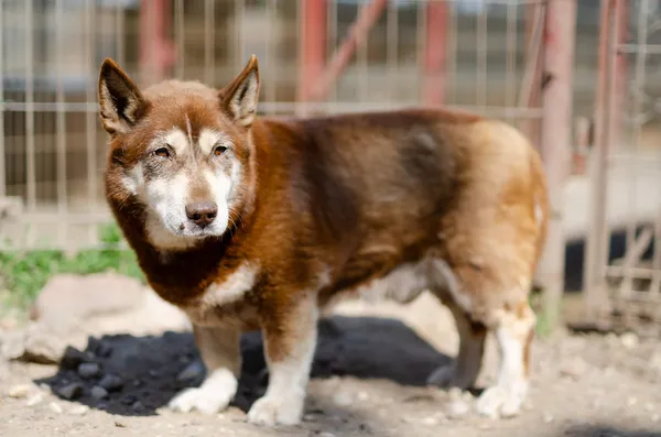 Oddam psa, Warszawa, Odolany, 6 stycznia 2026 (2/3)