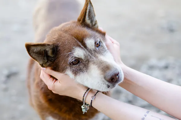 Oddam psa, Warszawa, Odolany, 6 stycznia 2026 (3/3)