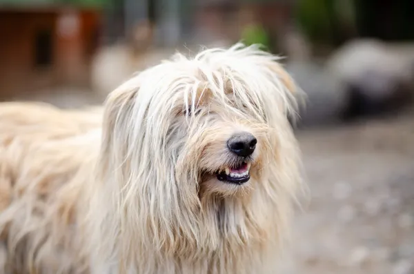 Oddam psa, Warszawa, Salomea, 6 stycznia 2026 (1/2)