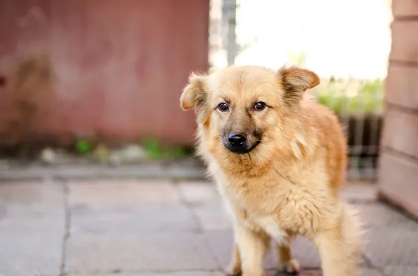 Oddam psa, Olsztyn, Wojska Polskiego, 6 stycznia 2026 (2/4)