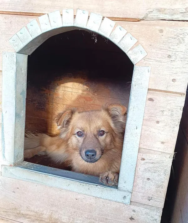 Oddam psa, Olsztyn, Wojska Polskiego, 6 stycznia 2026 (4/4)