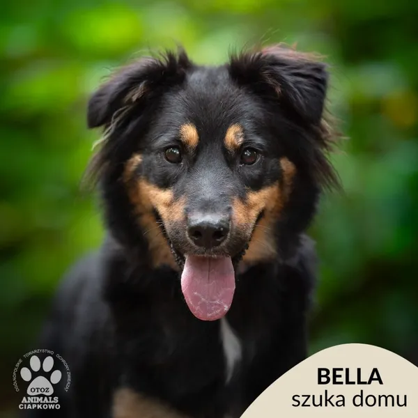 Pies do adopcji, Gdynia, 6 stycznia 2026 (1/2)