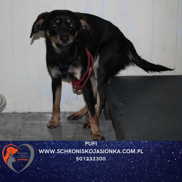 Pies do adopcji, Dębniak, 5 stycznia 2026