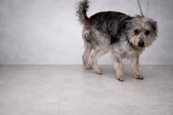 Pies do adopcji, Dębniak, 2 stycznia 2026