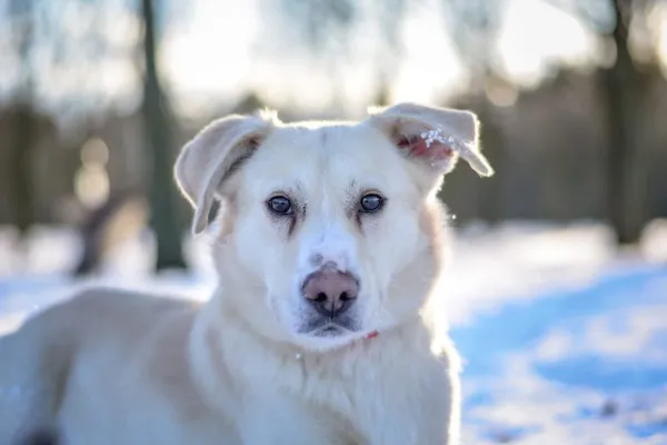 Pies do adopcji, Radom, 6 stycznia 2026 (1/5)