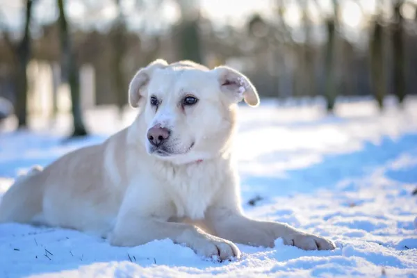 Pies do adopcji, Radom, 6 stycznia 2026 (3/5)