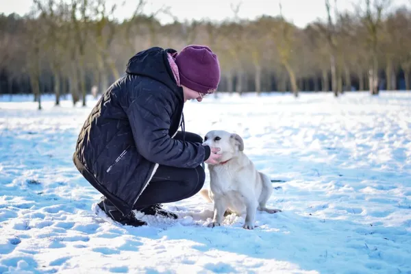 Pies do adopcji, Radom, 6 stycznia 2026 (4/5)