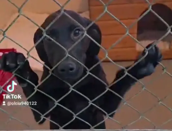 Pies do adopcji, Radom, 5 stycznia 2026