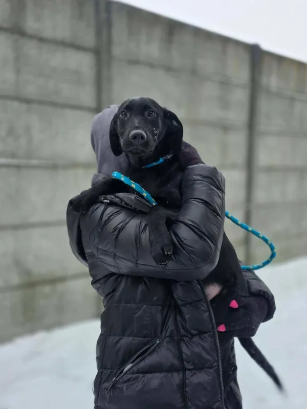 Pies do adopcji, Radom, 12 stycznia 2026 (1/5)