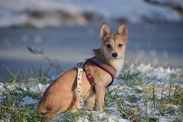 Znaleziono psa, Toruń, 28 grudnia 2025