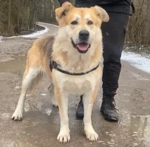 Pies do adopcji, Głowno, 6 stycznia 2026 (1/4)