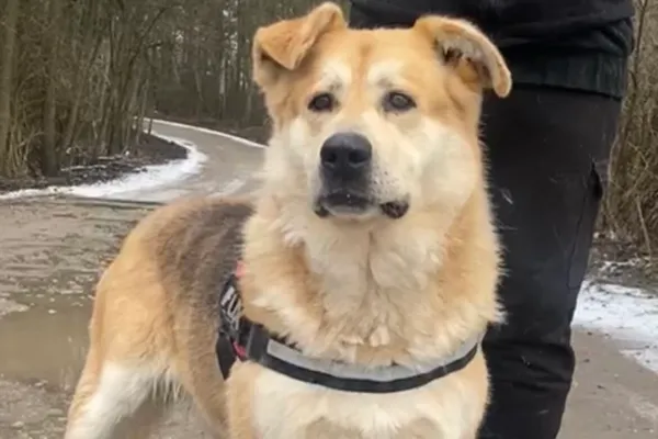 Pies do adopcji, Głowno, 6 stycznia 2026 (2/4)